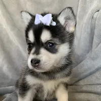 Tiny 2 lb Cutie~~Petunia~!!!, a female Alaskan Klee Kai for sale in Sarcoxie, MO – Photo 3 of 9