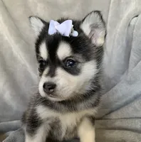Tiny 2 lb Cutie~~Petunia~!!!, a female Alaskan Klee Kai for sale in Sarcoxie, MO – Photo 3 of 9