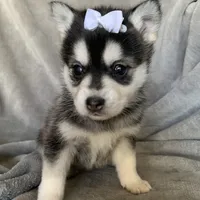 Tiny 2 lb Cutie~~Petunia~!!!, a female Alaskan Klee Kai for sale in Sarcoxie, MO – Photo 9 of 9