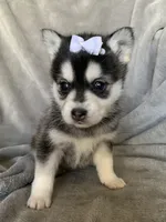 Tiny 2 lb Cutie~~Petunia~!!!, a female Alaskan Klee Kai for sale in Sarcoxie, MO – Photo 9 of 9