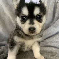 Tiny 2 lb Cutie~~Petunia~!!!, a female Alaskan Klee Kai for sale in Sarcoxie, MO – Photo 2 of 9