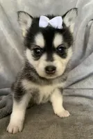 Tiny 2 lb Cutie~~Petunia~!!!, a female Alaskan Klee Kai for sale in Sarcoxie, MO – Photo 2 of 9