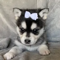 Tiny 2 lb Cutie~~Petunia~!!!, a female Alaskan Klee Kai for sale in Sarcoxie, MO – Photo 1 of 9