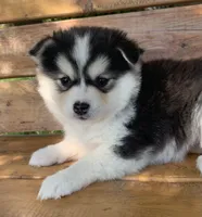 Sweetest Girl~~Charise!, a female Alaskan Klee Kai for sale in Sarcoxie, MO – 2 of 10