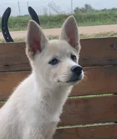 Sweet Belle, a female Alaskan Klee Kai for sale in Sarcoxie, MO – 7 of 9