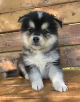 Fun Little Chloe~!!!, a female Alaskan Klee Kai for sale in Sarcoxie, MO – 8 of 10