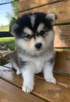 Super Fun~Charlotte!, a female Alaskan Klee Kai for sale in Sarcoxie, MO – 8 of 10