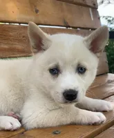 Blue Eyed Little Beau~~!!!, a male Alaskan Klee Kai for sale in Sarcoxie, MO – 4 of 10
