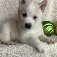 Lil’ Sammy~Blue Eyes~!!!, a male Alaskan Klee Kai for sale in Sarcoxie, MO – Photo 7 of 10