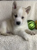 processed/8ea83dac-36b2-4ba8-8653-925064001fad/listing/14fd8cab-7ad8-400c-9dbf-28b773325b7d/091b9e1e-0b1a-4706-9b74-d7ce00b4692f