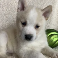 Lil’ Sammy~Blue Eyes~!!!, a male Alaskan Klee Kai for sale in Sarcoxie, MO – Photo 4 of 10