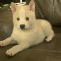 Lil’ Sammy~Blue Eyes~!!!, a male Alaskan Klee Kai for sale in Sarcoxie, MO – Photo 3 of 10