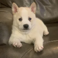 Lil’ Sammy~Blue Eyes~!!!, a male Alaskan Klee Kai for sale in Sarcoxie, MO – Photo 1 of 10