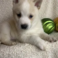 Lil’ Sammy~Blue Eyes~!!!, a male Alaskan Klee Kai for sale in Sarcoxie, MO – Photo 2 of 10