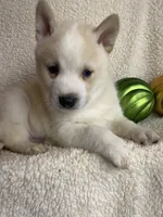 processed/8ea83dac-36b2-4ba8-8653-925064001fad/listing/14fd8cab-7ad8-400c-9dbf-28b773325b7d/9f1cff9c-bd13-40ba-b699-174374394409