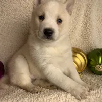 Lil’ Sammy~Blue Eyes~!!!, a male Alaskan Klee Kai for sale in Sarcoxie, MO – Photo 8 of 10