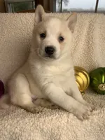 processed/8ea83dac-36b2-4ba8-8653-925064001fad/listing/14fd8cab-7ad8-400c-9dbf-28b773325b7d/a4d9fadc-8324-4f08-98d7-50c0e8c58a47