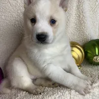 Lil’ Sammy~Blue Eyes~!!!, a male Alaskan Klee Kai for sale in Sarcoxie, MO – Photo 9 of 10