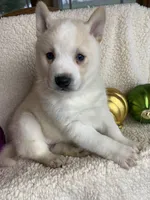 processed/8ea83dac-36b2-4ba8-8653-925064001fad/listing/14fd8cab-7ad8-400c-9dbf-28b773325b7d/c517b934-0b42-4c40-aac2-649699c832af