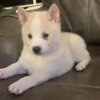 Lil’ Sammy~Blue Eyes~!!!, a male Alaskan Klee Kai for sale in Sarcoxie, MO – Photo 6 of 10