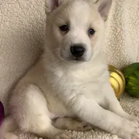 Lil’ Sammy~Blue Eyes~!!!, a male Alaskan Klee Kai for sale in Sarcoxie, MO – Photo 10 of 10