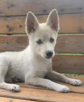 Sweet Belle, a female Alaskan Klee Kai for sale in Sarcoxie, MO – 3 of 9