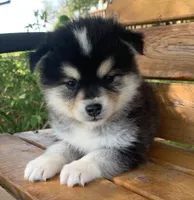Fun Little Chloe~!!!, a female Alaskan Klee Kai for sale in Sarcoxie, MO – 3 of 10