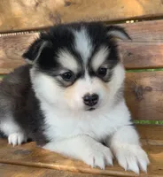 Sweetest Girl~~Charise!, a female Alaskan Klee Kai for sale in Sarcoxie, MO – 10 of 10