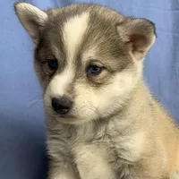Blue Eyed Baby ~ NIKITA !!!, a female Alaskan Klee Kai for sale in Sarcoxie, MO – Photo 9 of 10