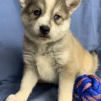 Blue Eyed Baby ~ NIKITA !!!, a female Alaskan Klee Kai for sale in Sarcoxie, MO – Photo 3 of 10