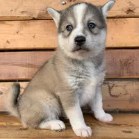 Blue Eyed Baby ~ NIKITA !!!, a female Alaskan Klee Kai for sale in Sarcoxie, MO – Photo 6 of 10