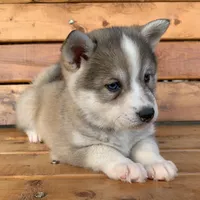 Blue Eyed Baby ~ NIKITA !!!, a female Alaskan Klee Kai for sale in Sarcoxie, MO – Photo 5 of 10