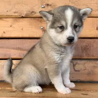 Blue Eyed Baby ~ NIKITA !!!, a female Alaskan Klee Kai for sale in Sarcoxie, MO – Photo 2 of 10