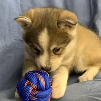 Blue Eyed Baby ~ NIKITA !!!, a female Alaskan Klee Kai for sale in Sarcoxie, MO – Photo 4 of 10