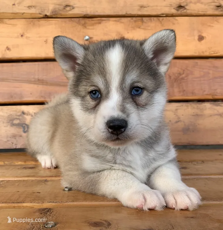 Blue Eyed Baby ~ NIKITA !!!