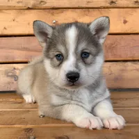 Blue Eyed Baby ~ NIKITA !!!, a female Alaskan Klee Kai for sale in Sarcoxie, MO – Photo 1 of 10