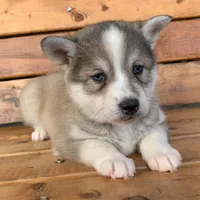 Blue Eyed Baby ~ NIKITA !!!, a female Alaskan Klee Kai for sale in Sarcoxie, MO – Photo 8 of 10