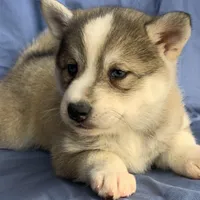 Blue Eyed Baby ~ NIKITA !!!, a female Alaskan Klee Kai for sale in Sarcoxie, MO – Photo 10 of 10