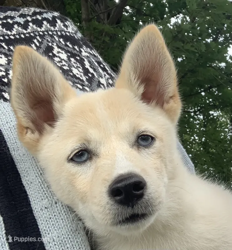 Sweet Belle – Alaskan Klee Kai puppy for sale in Sarcoxie, MO