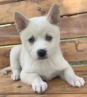 Blue Eyed Little Beau~~!!!, a male Alaskan Klee Kai for sale in Sarcoxie, MO – 9 of 10