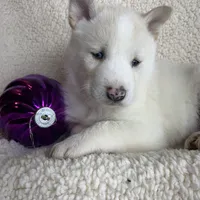Little Storm~ Blue Eyes~!!!, a male Alaskan Klee Kai for sale in Sarcoxie, MO – Photo 2 of 8