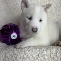 Little Storm~ Blue Eyes~!!!, a male Alaskan Klee Kai for sale in Sarcoxie, MO – Photo 3 of 8