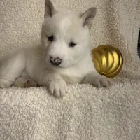 Little Storm~ Blue Eyes~!!!, a male Alaskan Klee Kai for sale in Sarcoxie, MO – Photo 5 of 8