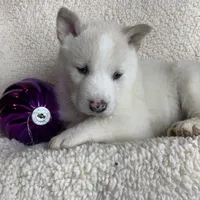 Little Storm~ Blue Eyes~!!!, a male Alaskan Klee Kai for sale in Sarcoxie, MO – Photo 4 of 8