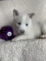 processed/8ea83dac-36b2-4ba8-8653-925064001fad/listing/2edb6c98-622c-4e33-96c2-ec33e5e3d597/69be18bd-62f5-43dd-97c1-169f3e840a43