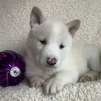 Little Storm~ Blue Eyes~!!!, a male Alaskan Klee Kai for sale in Sarcoxie, MO – Photo 6 of 8