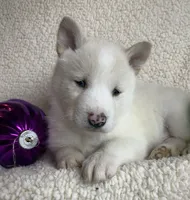 processed/8ea83dac-36b2-4ba8-8653-925064001fad/listing/2edb6c98-622c-4e33-96c2-ec33e5e3d597/7d32a354-9622-4bfd-8355-9b8582f515a1