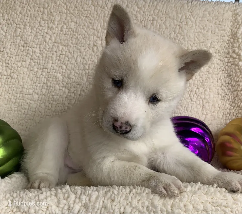 Little Storm~ Blue Eyes~!!!