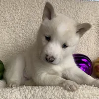 Little Storm~ Blue Eyes~!!!, a male Alaskan Klee Kai for sale in Sarcoxie, MO – Photo 1 of 8