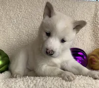 processed/8ea83dac-36b2-4ba8-8653-925064001fad/listing/2edb6c98-622c-4e33-96c2-ec33e5e3d597/88025d4d-b50f-47e8-a68a-487541fcceb7